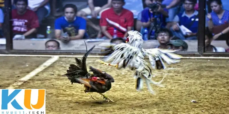 Khám phá cách chơi đá gà trên mạng uy tín là gì